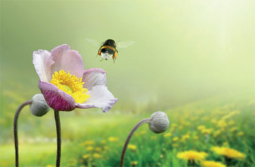 Bloemetjes en bijtjes