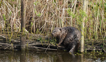de bever de bever