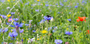 Flora