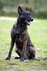 Hollandse Herder