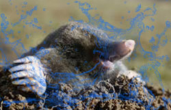 Natte mol