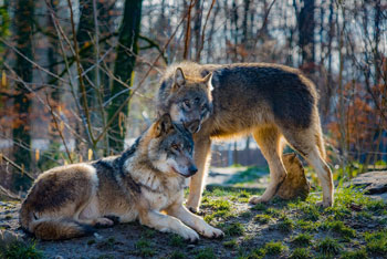 wolven